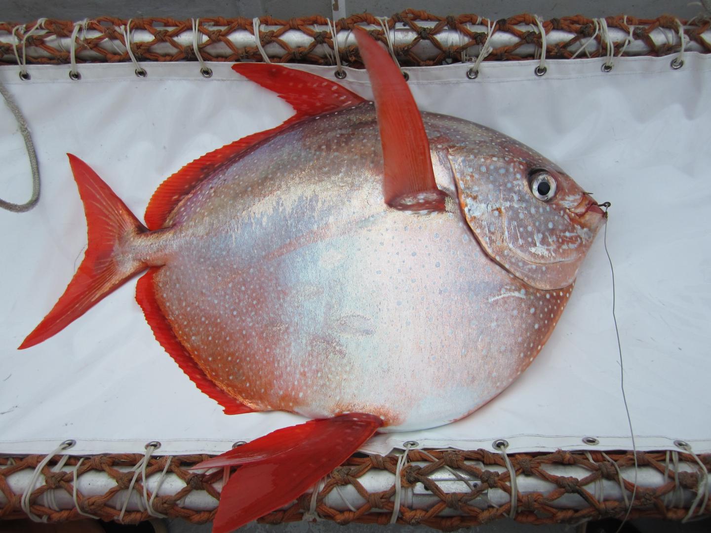 Opah