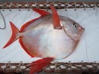 Opah