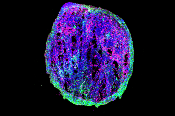 Pluripotent stem cells