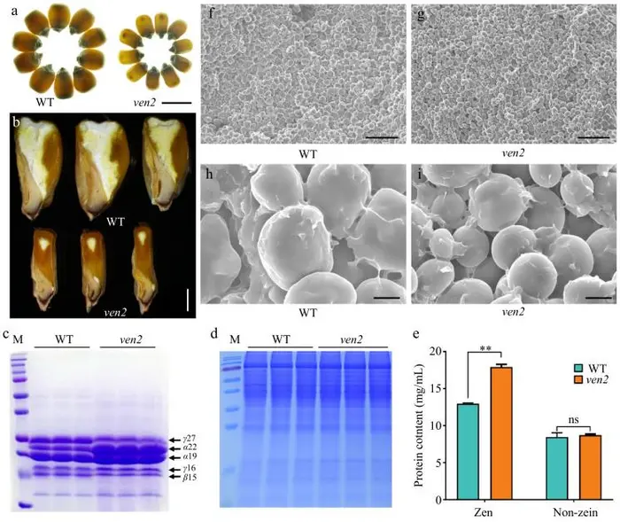 Figure 1. Seed phenotypes of the WT and ven2 mutant.