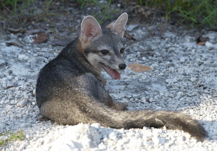 Full-body photograph of adult male Cozumel fox following release in Laguna Colombia State Reserve.