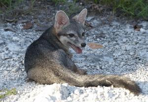 Full-body photograph of adult male Cozumel fox following release in Laguna Colombia State Reserve.