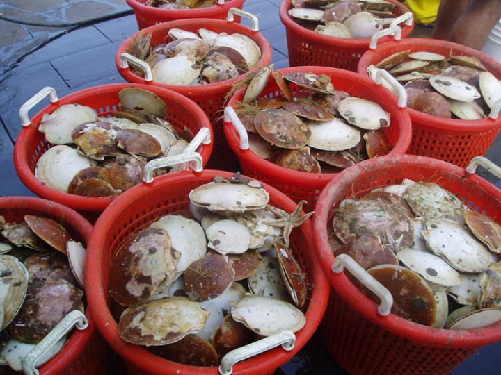 Sea Scallops