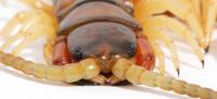 Centipede