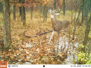 Deer in Chicago, IL