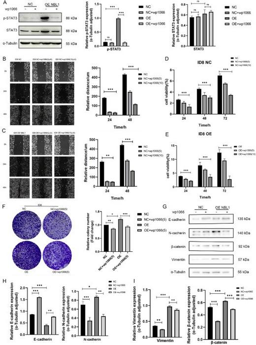 Wp1066 could reverse the tumor-promoting effect of NBL1 overexpression.