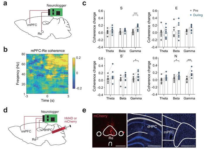 Re mediates mPFC-Re neural synchronization. (Image by SIAT)