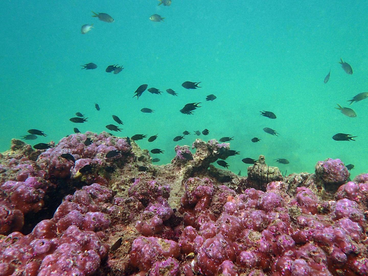 Corals in the Gulf of Oman