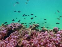 Corals in the Gulf of Oman