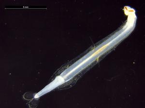 5.	Modern chaetognath