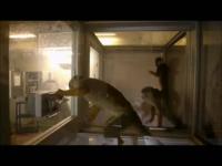 Social Networks Shape Monkey 'Culture' Too