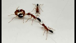 Aggressive ants