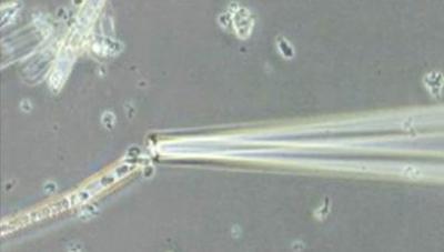 Glass Capillary