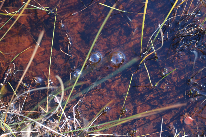 Iron content in Arctic soils