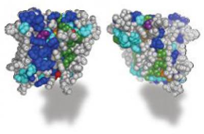Rhomboid Enzyme (1 of 2)