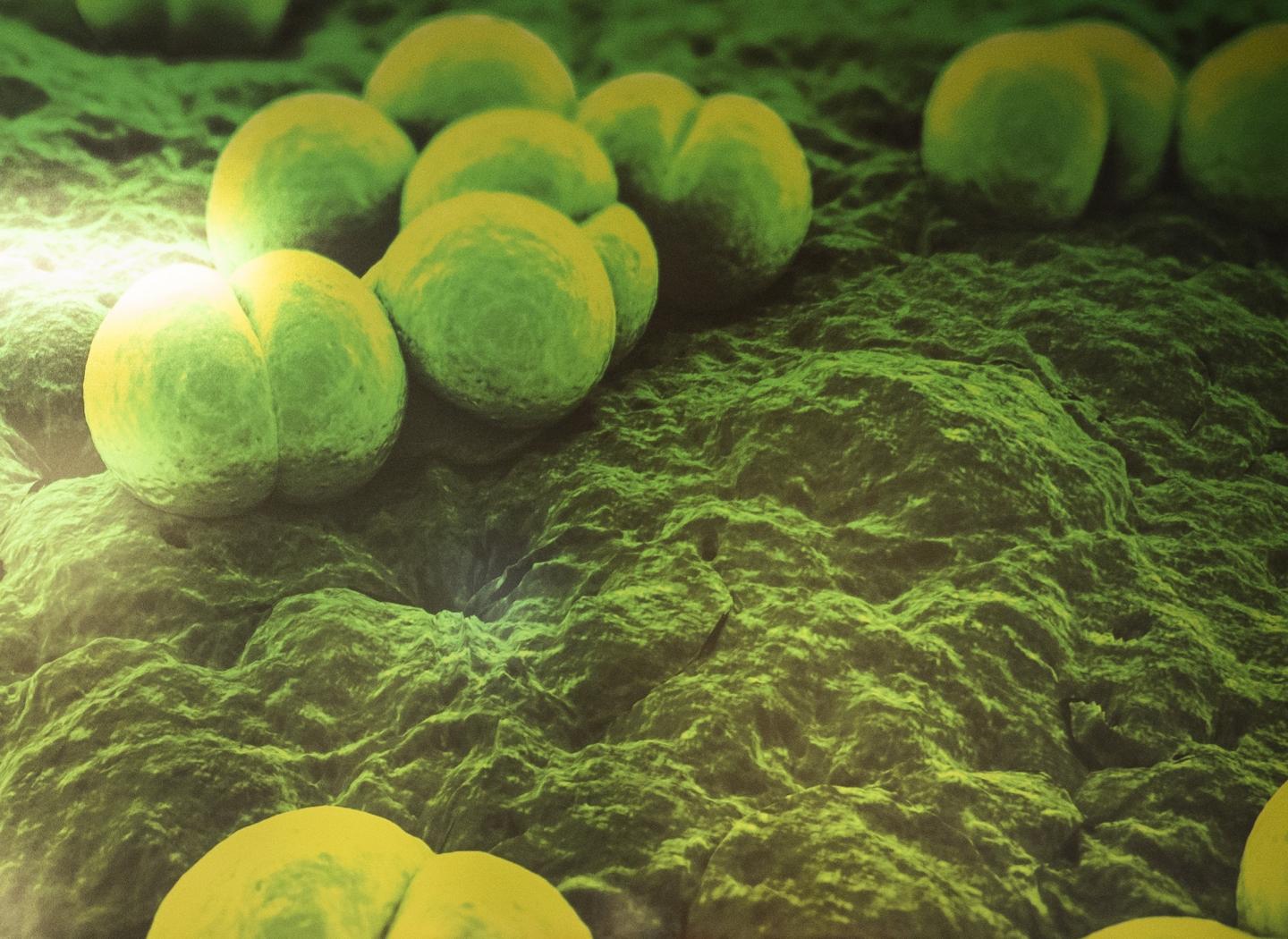 <i>Streptococcus</i> Bacteria
