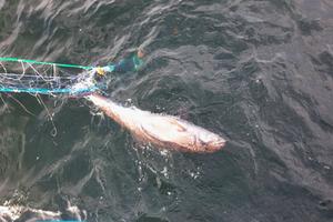 Bycaught Black Sea harbour porpoise