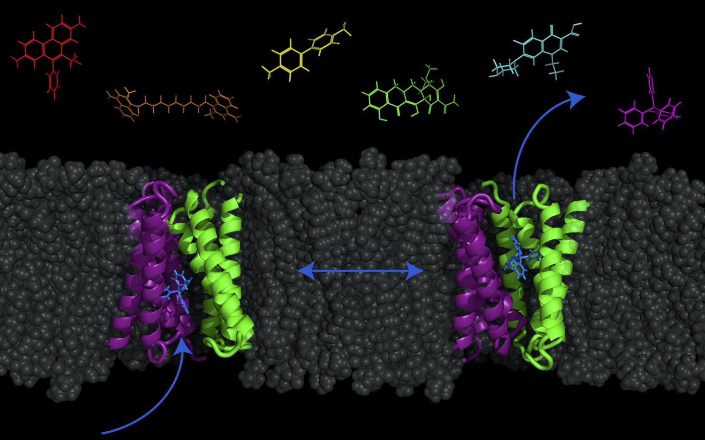 Cell Transporter 1