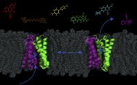 Cell Transporter 1
