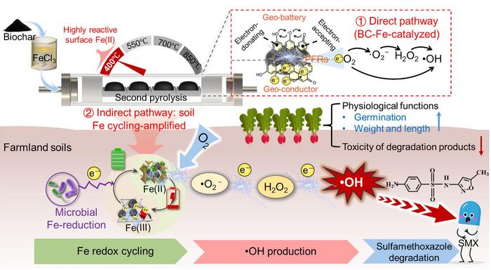 In-situ and long-enduring oxidation of SMX by Fe-modified biochar activated O2 in soil: bridging Fe-redox cycling and electron transfer modulation