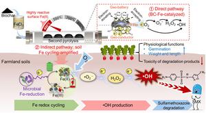 In-situ and long-enduring oxidation of SMX by Fe-modified biochar activated O2 in soil: bridging Fe-redox cycling and electron transfer modulation