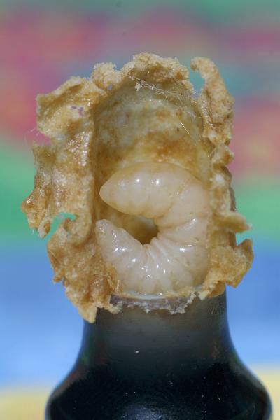 The Sperm Wars (7 of 9)