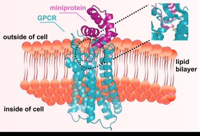 Miniprotein Switch for Drug Targets