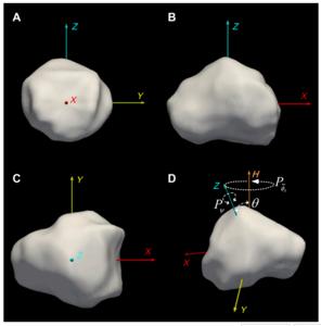 Fig. 3. Shape and spin state of Apophis. (A to C) Nonconvex shape model based on radar. (D) Short-axis tumbling period convention for Apophis.