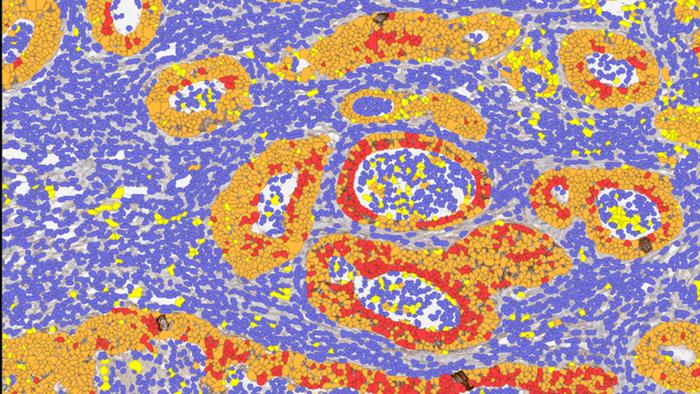 colorectal cells