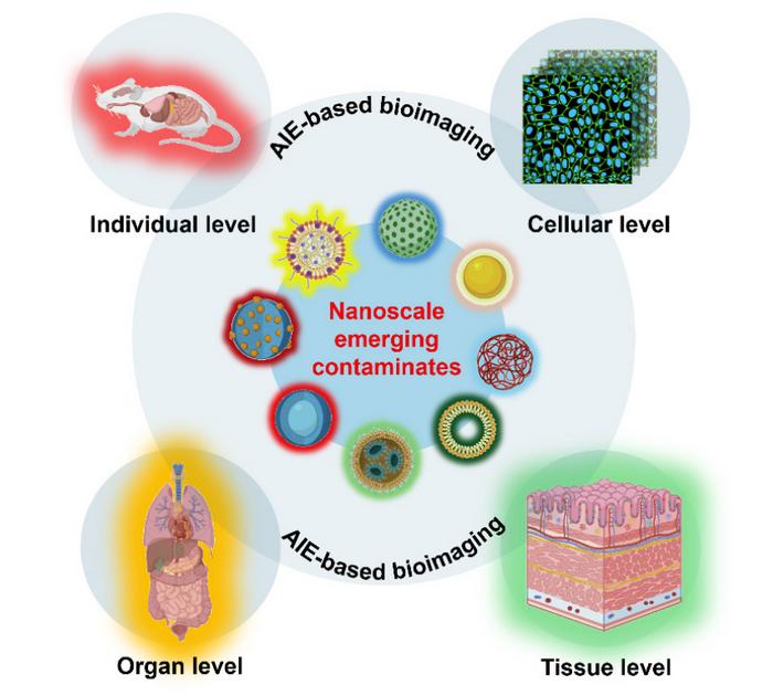 Shedding light on the invisible: aggregation-induced emission-based bioimaging for assessing the environmental impact of emerging nanoscale pollutants
