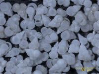 <i>Heterohelix globulosa foraminifera</i> 