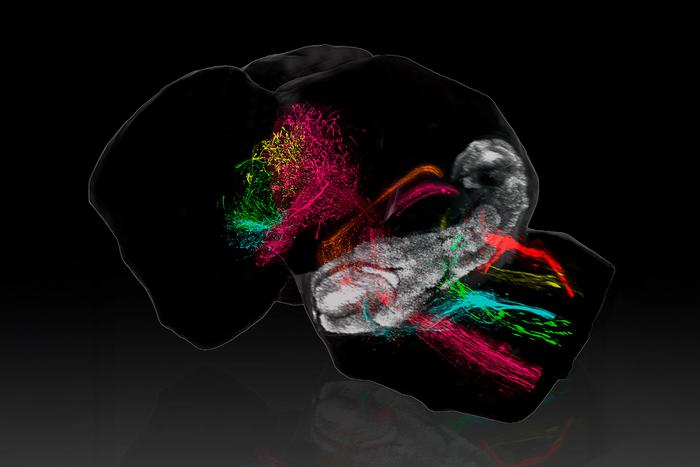 Cerebellar connections to the rest of the brain emerge much earlier than expected, suggesting an early hub role in organizing brain architecture.