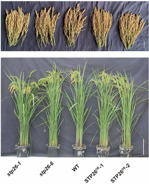 Knockout and overexpression of OsSTP26 regulate rice tillering and grain yield through two distinct sugar-dependent pathways