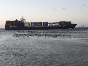 A citizen scientist’s survey provides insights into the movements of Atlantic and Gulf states’ populations of Black Skimmers (Rynchops niger)
