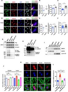 ML792 disrupts SMAD4 SUMOylation-dependent nuclear translocation in TGFβ2-stimulated lens epithelial cells (LECs).