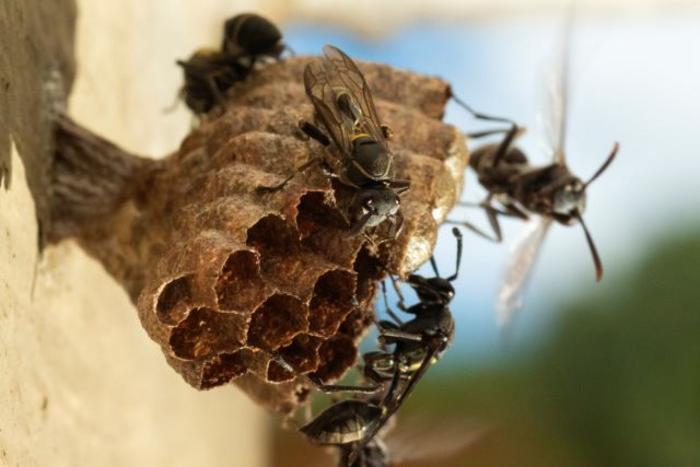 Biopesticide is harmless to mammals but can wipe out colonies of wasps that benefit plants