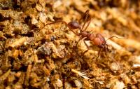 Leaf-Cutter Ant