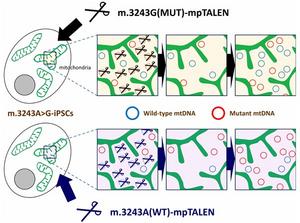 Altering levels of mutant mitochondrial DNA