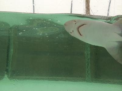 Shark Mouth