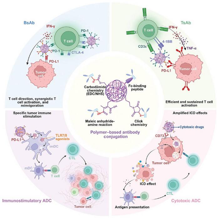 Overview of polymer-based antibody conjugation strategies and the applications in cancer immunotherapy.