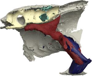 Norselaspis - cut-away view