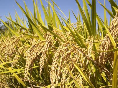 Rice and Food Security