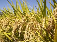 Rice and Food Security