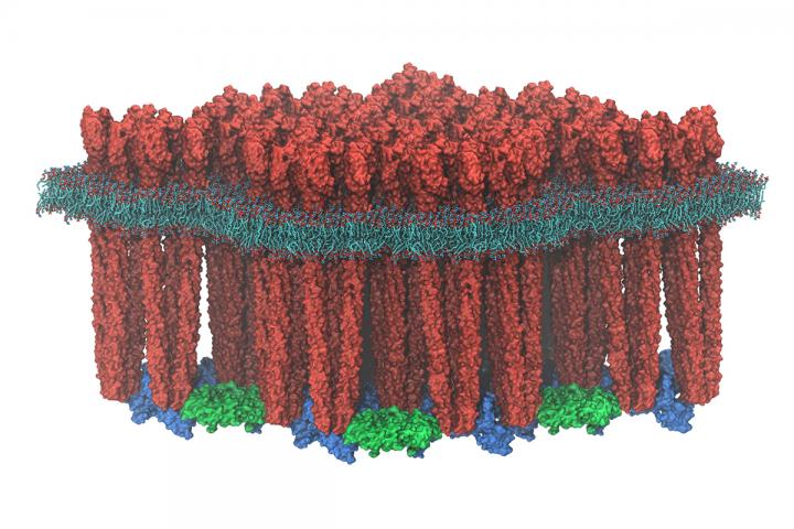 Bacterial Chemotaxis