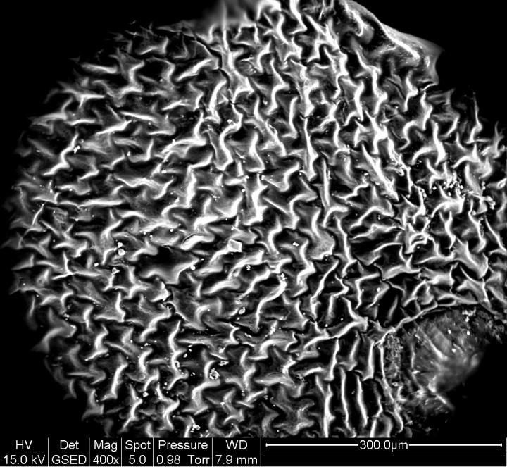 Western Swordfern Leaf (mag 400x)