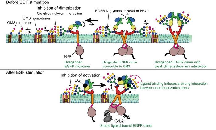 Model for GM3-mediated suppression of EGFR dimerization and activation