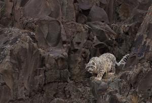 Snowleopard2
