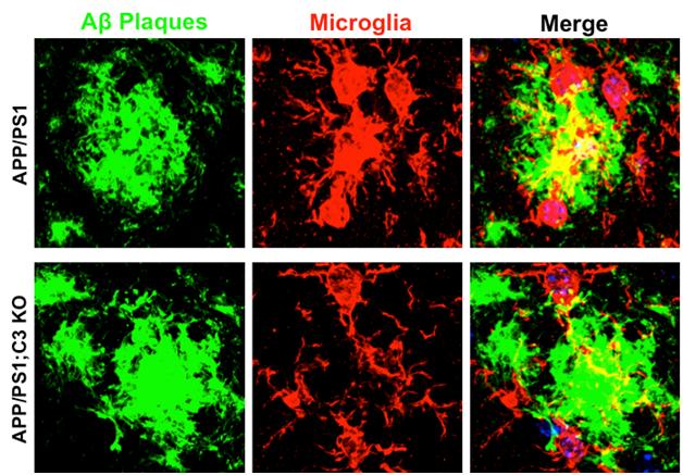 Confocal Images from the Hippocampal CA3 Region