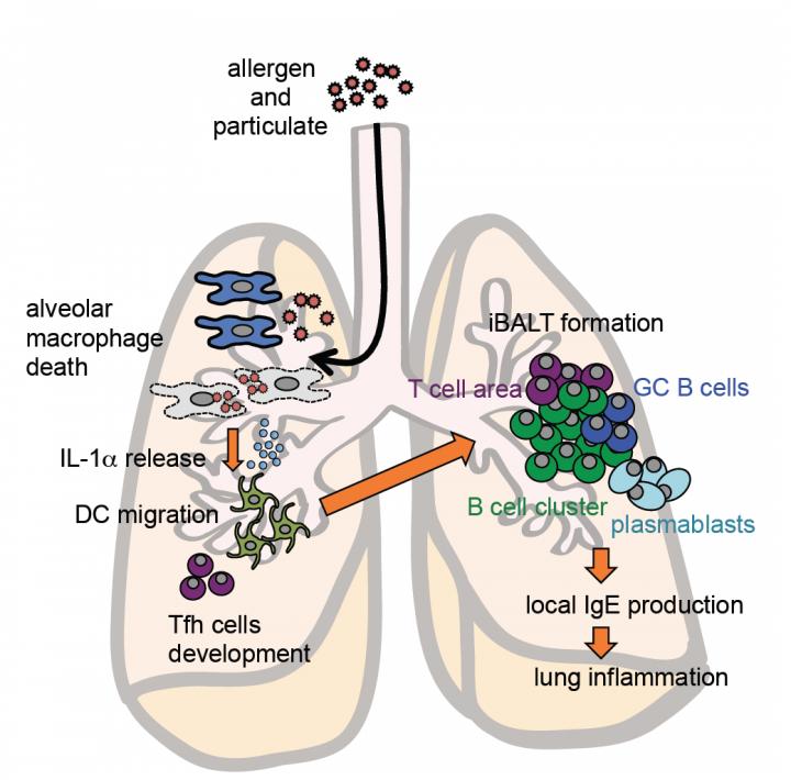 Inflammation in Lungs