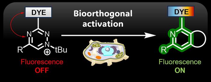 The picture illustrates the overall fluorescence quenching effect of triazinium salts, which can be turned on through biocompatible reactions.